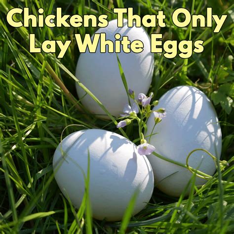 which chickens lay white eggs|are chicken eggs naturally white.